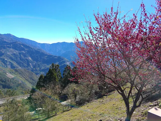 清境農場 (觀山牧區) - 中央山脈 - 櫻花