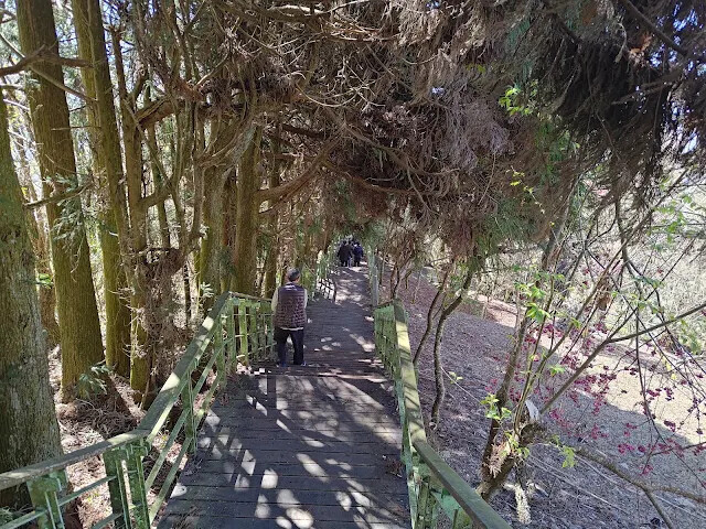 清境農場 (觀山牧區) - 楓樹林 - 櫻花 - 步步高升步道