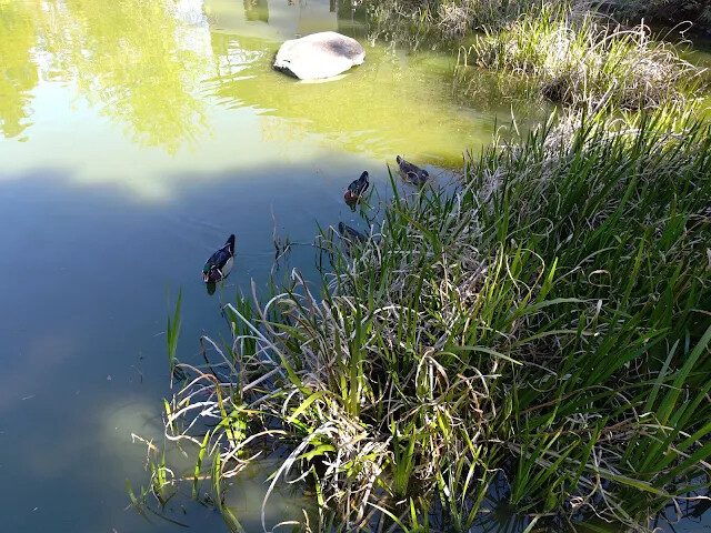 清境農場 (小瑞士花園) - 親水鏡湖 - 鴨子