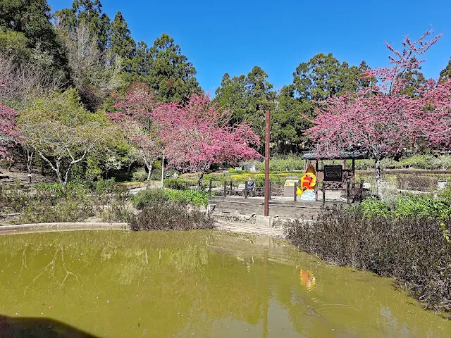 清境農場 (小瑞士花園) - 水上教堂 - 櫻花
