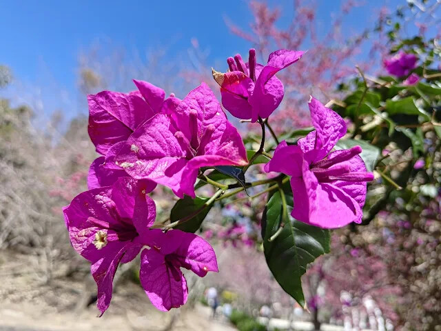 清境農場 (小瑞士花園) - 小葉九重葛