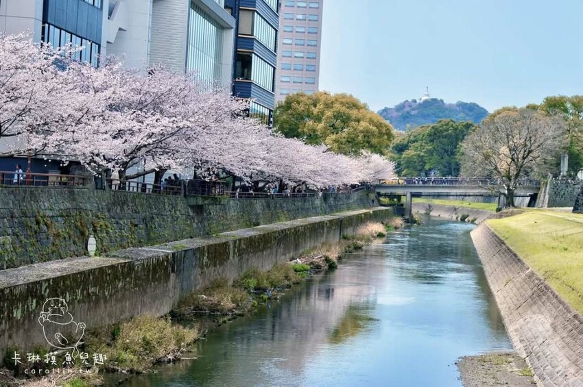 熊本一日遊|走進熊本城賞櫻、賞池中富士山、逛熱鬧老街 - 卡琳。摸魚兒趣
