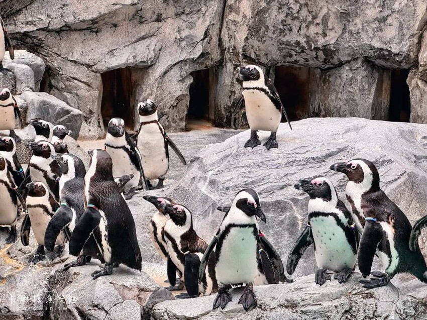 長崎一日遊行程｜搭郵輪玩稻佐山夜景、企鵝水族館、橘神社賞櫻 - 卡琳。摸魚兒趣