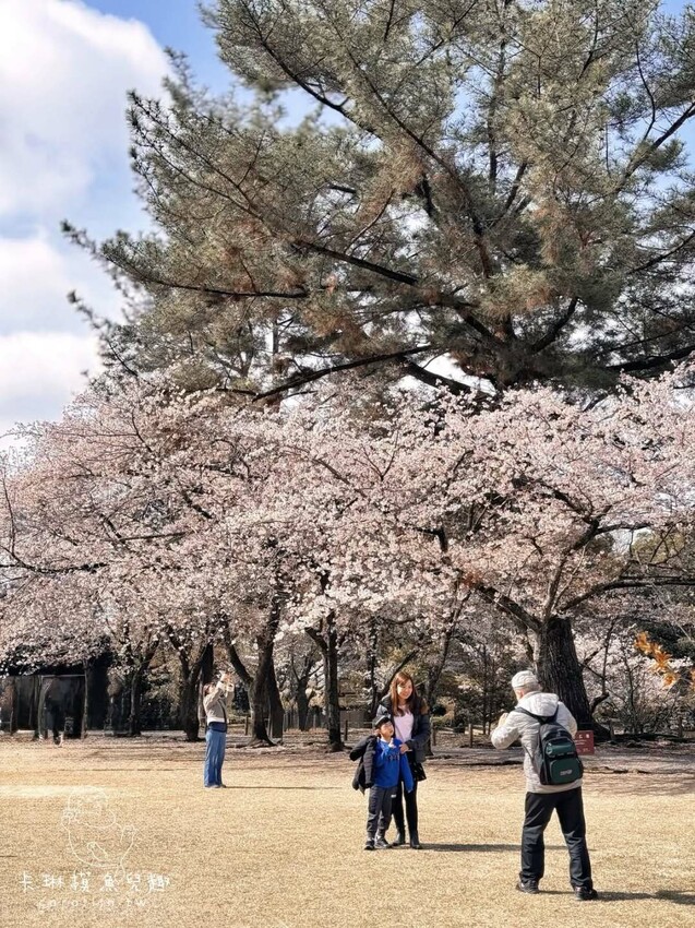 熊本一日遊|走進熊本城賞櫻、賞池中富士山、逛熱鬧老街 - 卡琳。摸魚兒趣