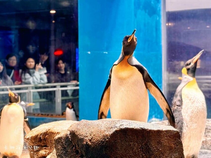 長崎一日遊行程｜搭郵輪玩稻佐山夜景、企鵝水族館、橘神社賞櫻 - 卡琳。摸魚兒趣