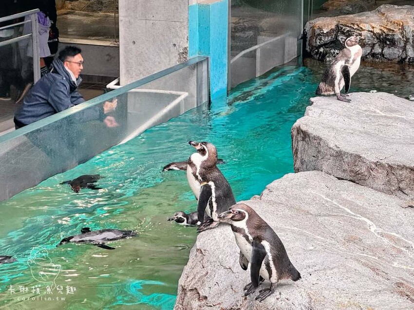 長崎一日遊行程｜搭郵輪玩稻佐山夜景、企鵝水族館、橘神社賞櫻 - 卡琳。摸魚兒趣