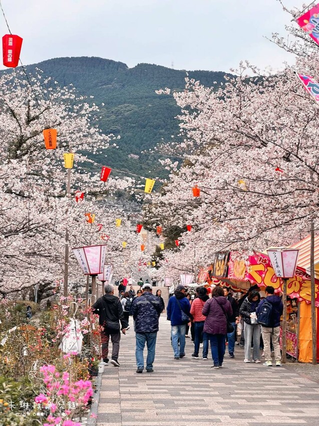 長崎一日遊行程｜搭郵輪玩稻佐山夜景、企鵝水族館、橘神社賞櫻 - 卡琳。摸魚兒趣