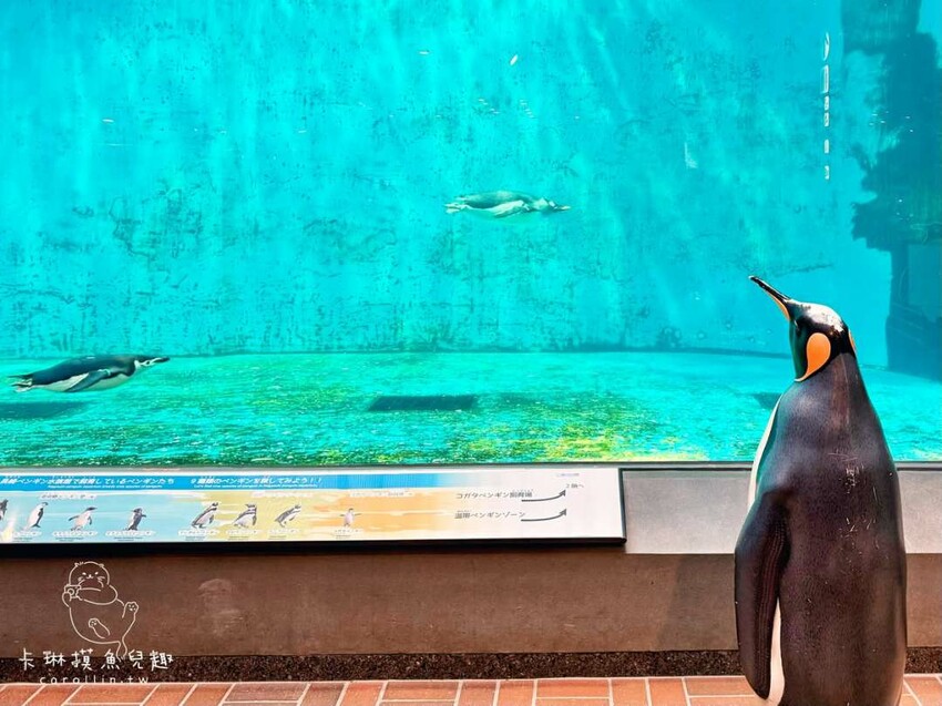 長崎一日遊行程｜搭郵輪玩稻佐山夜景、企鵝水族館、橘神社賞櫻 - 卡琳。摸魚兒趣