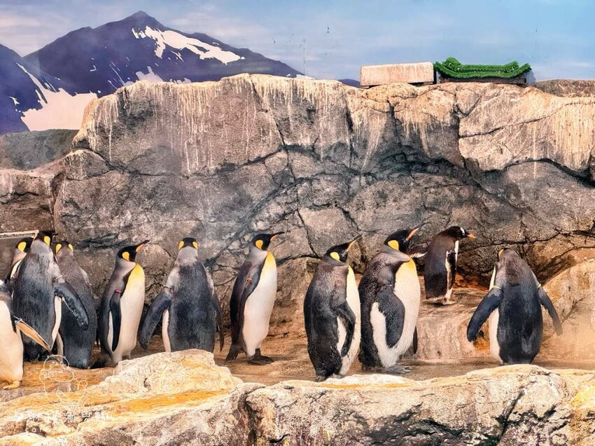 長崎一日遊行程｜搭郵輪玩稻佐山夜景、企鵝水族館、橘神社賞櫻 - 卡琳。摸魚兒趣