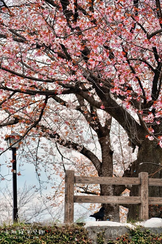 熊本一日遊|走進熊本城賞櫻、賞池中富士山、逛熱鬧老街 - 卡琳。摸魚兒趣