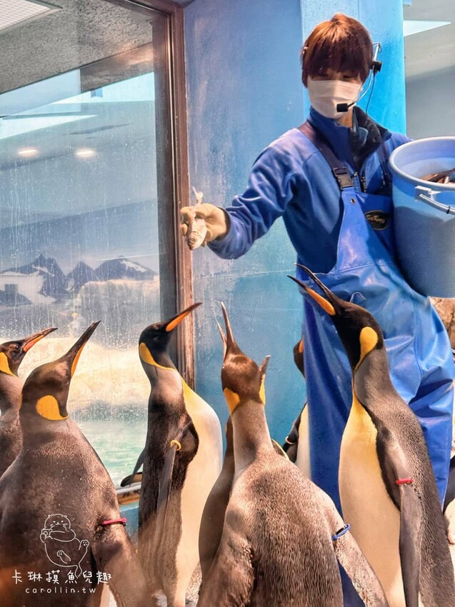 長崎一日遊行程｜搭郵輪玩稻佐山夜景、企鵝水族館、橘神社賞櫻 - 卡琳。摸魚兒趣