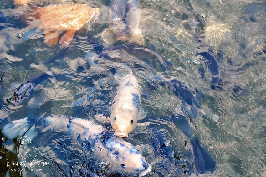 熊本一日遊|走進熊本城賞櫻、賞池中富士山、逛熱鬧老街 - 卡琳。摸魚兒趣