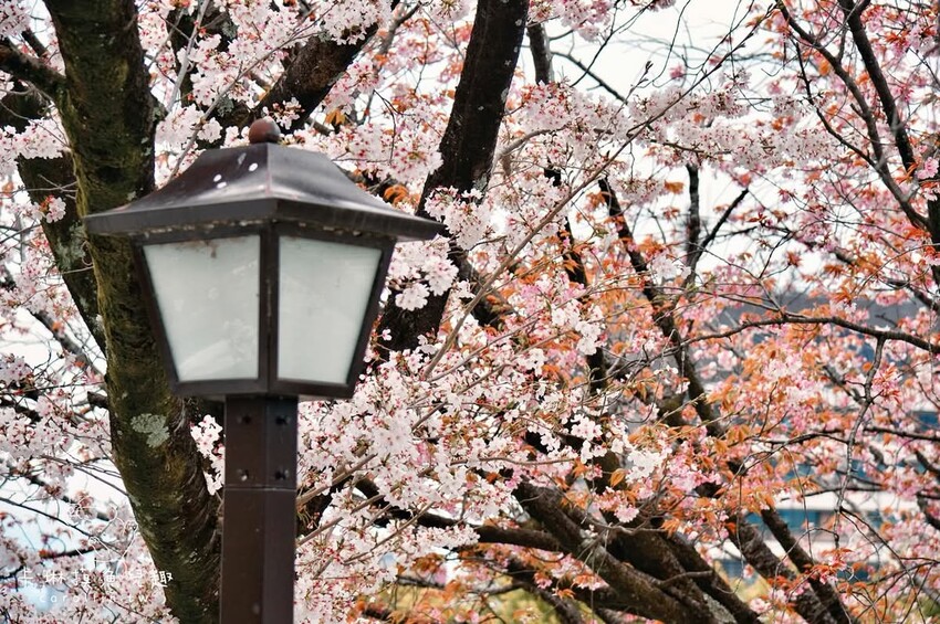 熊本一日遊|走進熊本城賞櫻、賞池中富士山、逛熱鬧老街 - 卡琳。摸魚兒趣