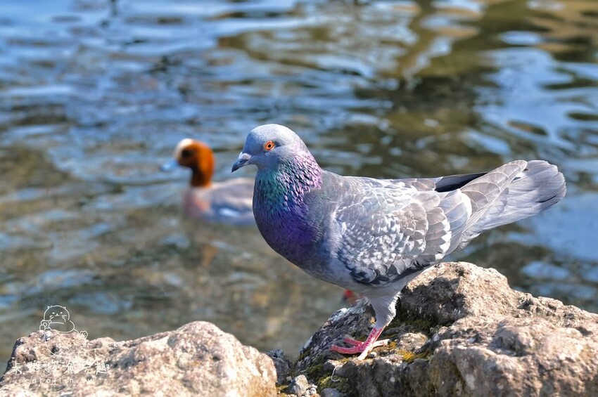 熊本一日遊|走進熊本城賞櫻、賞池中富士山、逛熱鬧老街 - 卡琳。摸魚兒趣