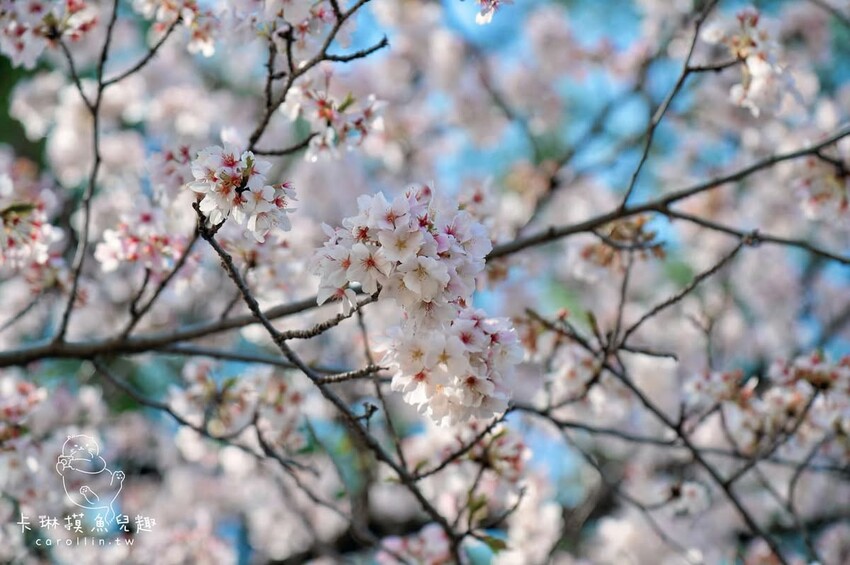 熊本一日遊|走進熊本城賞櫻、賞池中富士山、逛熱鬧老街 - 卡琳。摸魚兒趣