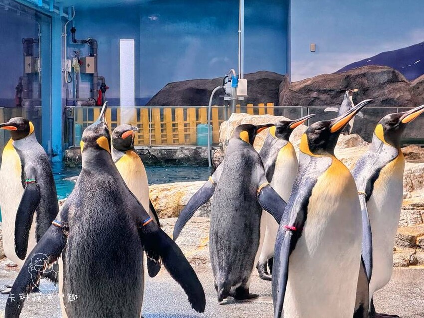 長崎一日遊行程｜搭郵輪玩稻佐山夜景、企鵝水族館、橘神社賞櫻 - 卡琳。摸魚兒趣
