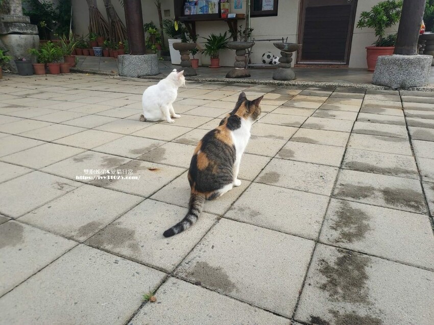 墾丁盤古拉民宿推薦！偽出國度假首選，異國感滿滿。