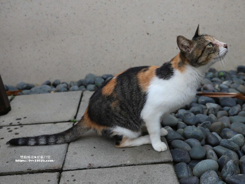 墾丁盤古拉民宿推薦！偽出國度假首選，異國感滿滿。