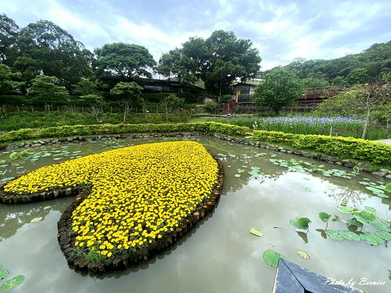白石湖同心池.鳶尾花~賞玩白石湖社區與鳶尾花相遇 @Bernice的隨手筆記