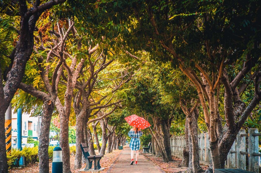 清水米粉寮步道，四色台灣欒樹美拍熱點，台中景點推薦。