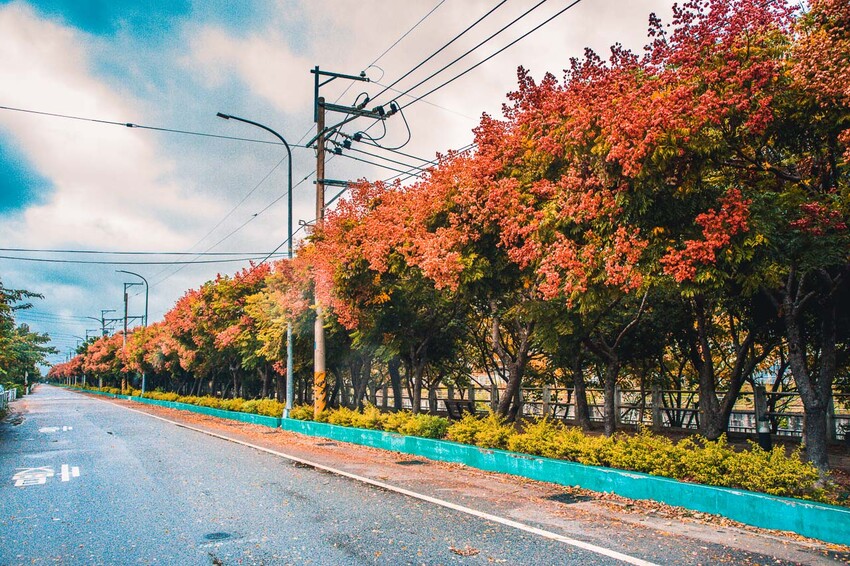 清水米粉寮步道，四色台灣欒樹美拍熱點，台中景點推薦。