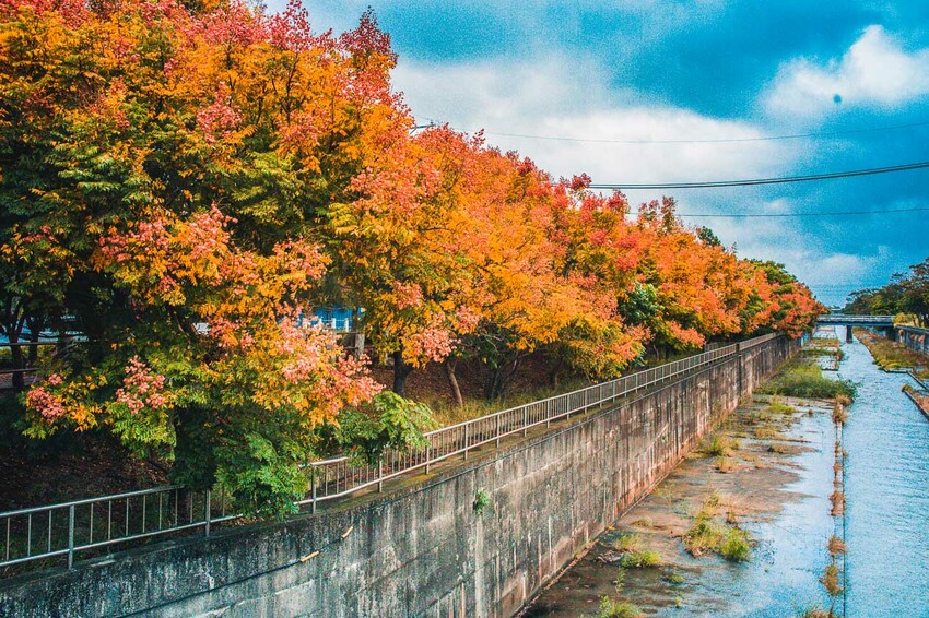 清水米粉寮步道，四色台灣欒樹美拍熱點，台中景點推薦。
