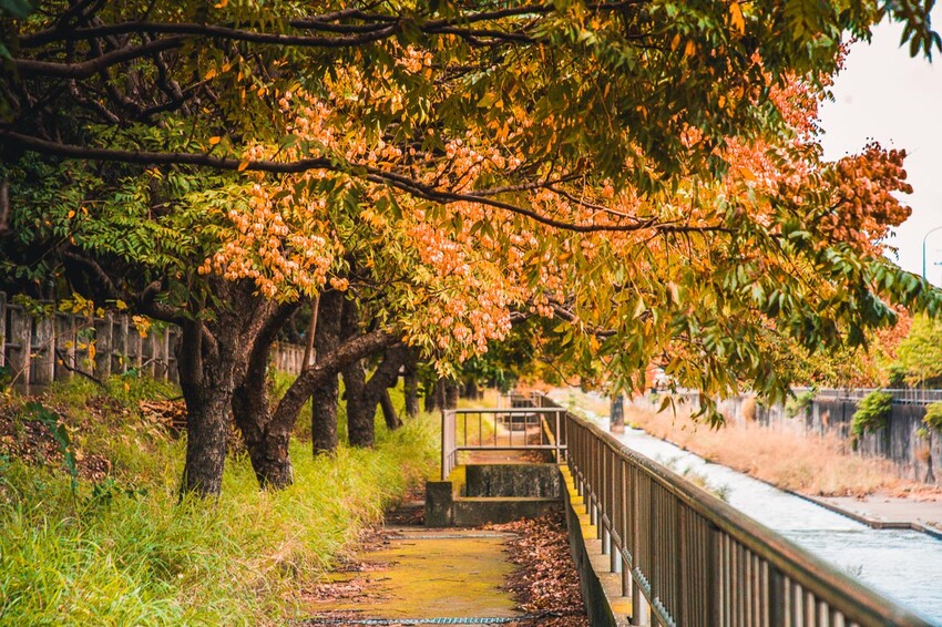 清水米粉寮步道，四色台灣欒樹美拍熱點，台中景點推薦。