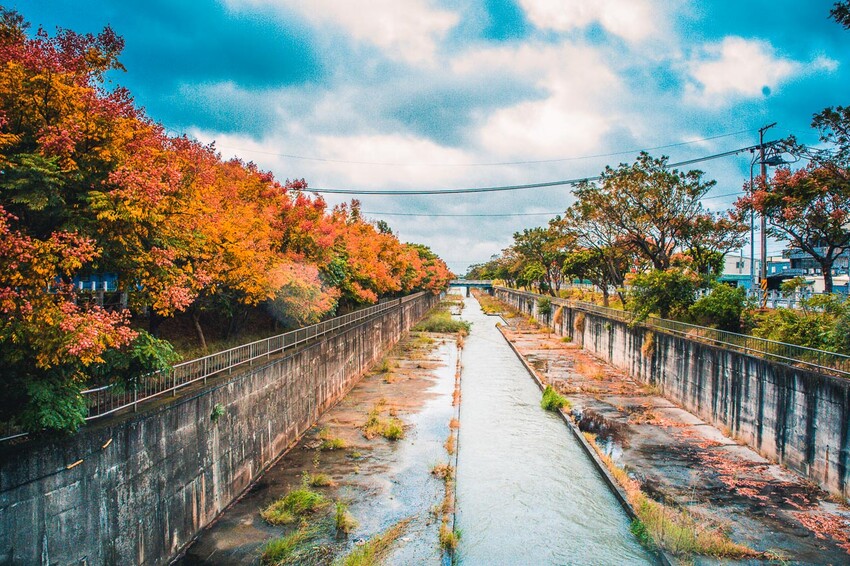 清水米粉寮步道，四色台灣欒樹美拍熱點，台中景點推薦。