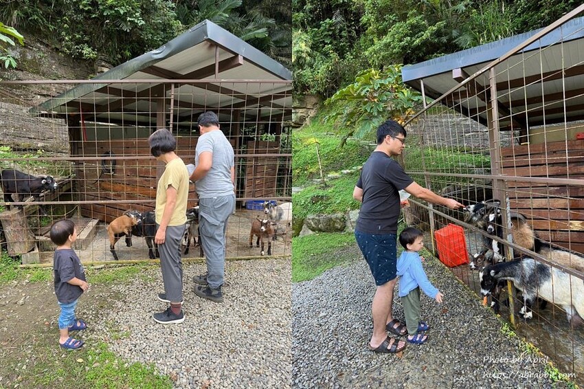 苗栗縣南庄鄉赫利豐岳露營區-營區有小動物，還有懶人露營免搭帳