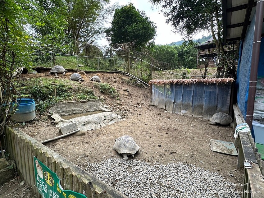 苗栗縣南庄鄉赫利豐岳露營區-營區有小動物，還有懶人露營免搭帳