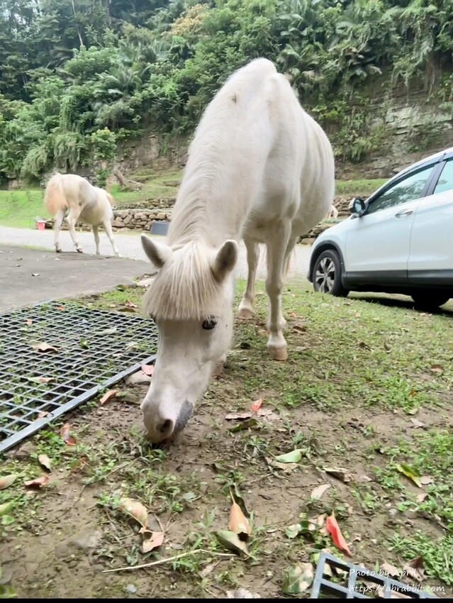 苗栗縣南庄鄉赫利豐岳露營區-營區有小動物，還有懶人露營免搭帳