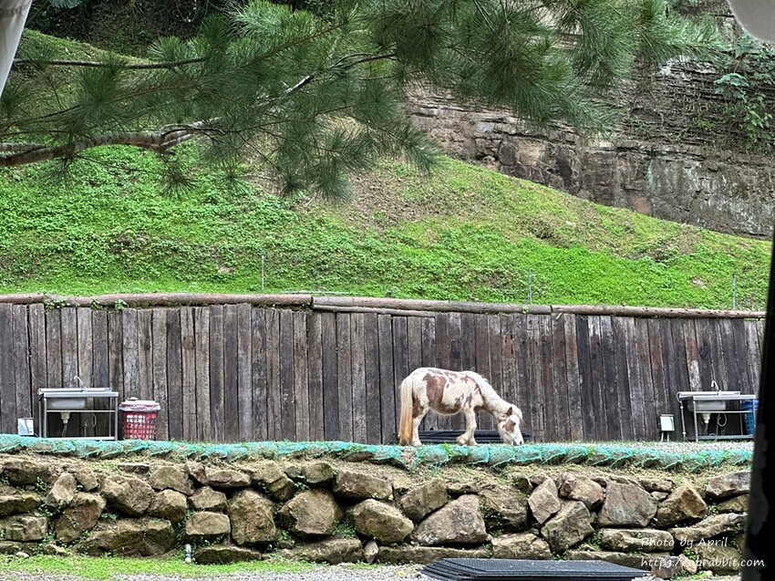 苗栗縣南庄鄉赫利豐岳露營區-營區有小動物，還有懶人露營免搭帳