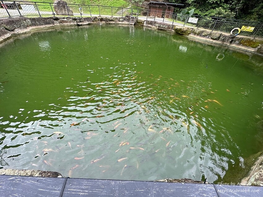 苗栗縣南庄鄉赫利豐岳露營區-營區有小動物，還有懶人露營免搭帳