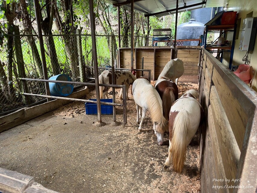 苗栗縣南庄鄉赫利豐岳露營區-營區有小動物，還有懶人露營免搭帳
