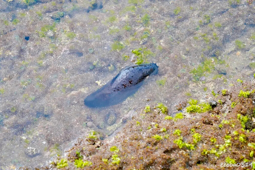 北海岸石門玩水一日遊｜免費探索潮間帶、抓螃蟹親子景點推薦!