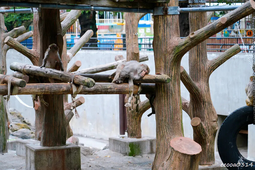 井之頭自然文化園-親子旅遊-松鼠之家.jpg