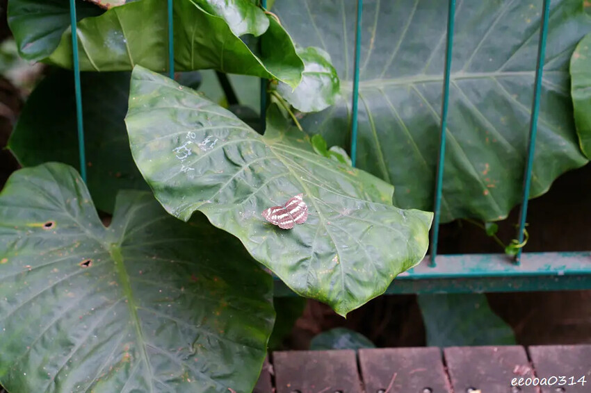 新北五股「水碓觀景公園」森林步道×賞景平台×看飛機! 台北近 新北五股「水碓觀景公園」森林步道×賞景平台×看飛機! 台北近