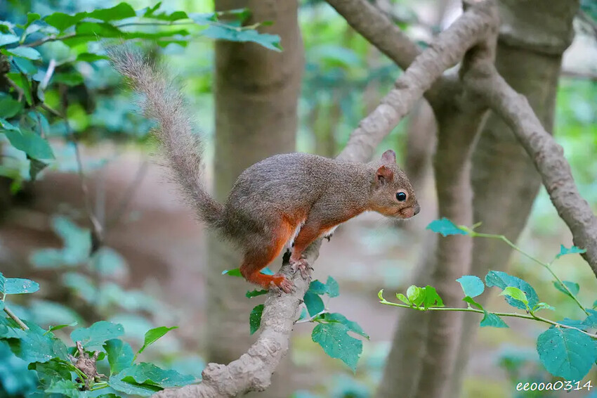 井之頭自然文化園-親子旅遊-松鼠之家.jpg