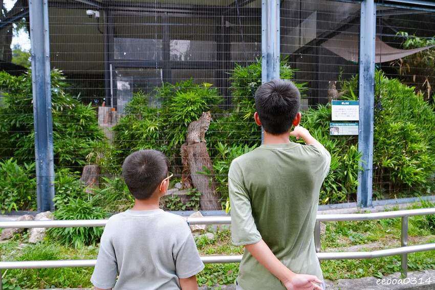 井之頭自然文化園-親子旅遊-松鼠之家.jpg