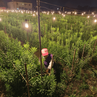 田尾花卉一條街小旅行！賞花拍美照必去超療癒。