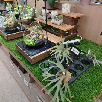 田尾花卉一條街小旅行！賞花拍美照必去超療癒。