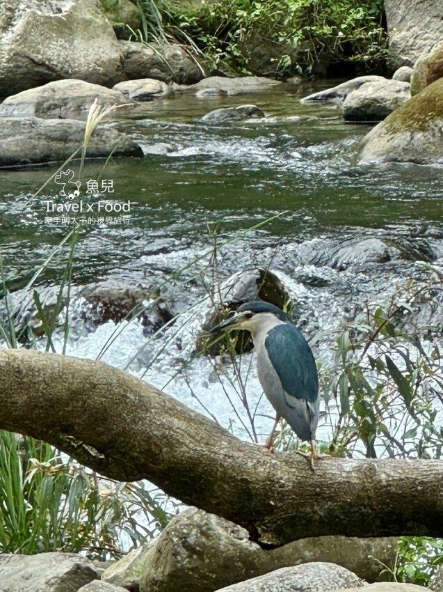 苗栗縣南庄鄉苗栗南庄免門票秘境!蓬萊溪自然生態園區,護魚步道走走趣~