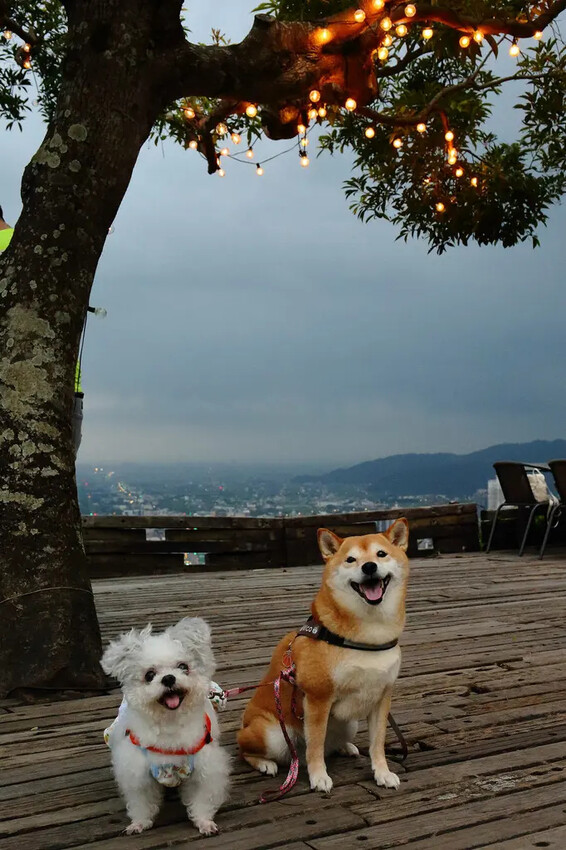 宜蘭必去無敵夜景!空ㄟ農場-宜蘭超人氣夜景餐廳,遠望龜山島、 宜蘭必去無敵夜景!空ㄟ農場-宜蘭超人氣夜景餐廳,遠望龜山島、