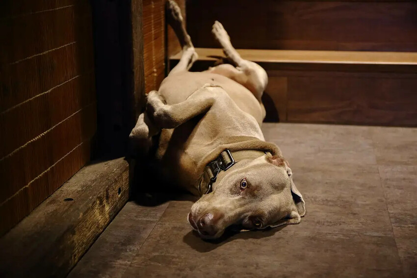 宜蘭必去無敵夜景!空ㄟ農場-宜蘭超人氣夜景餐廳,遠望龜山島、 宜蘭必去無敵夜景!空ㄟ農場-宜蘭超人氣夜景餐廳,遠望龜山島、
