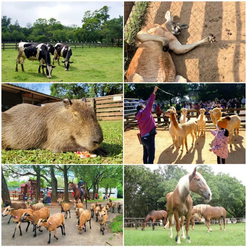 桃園TOP7鍋物推薦必吃麻辣龍蝦涮涮鍋，龍蝦鍋控必看。