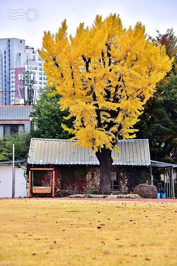 慶北女子高級學校銀杏樹