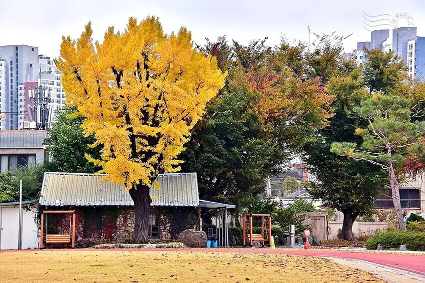 慶北女子高級學校銀杏樹