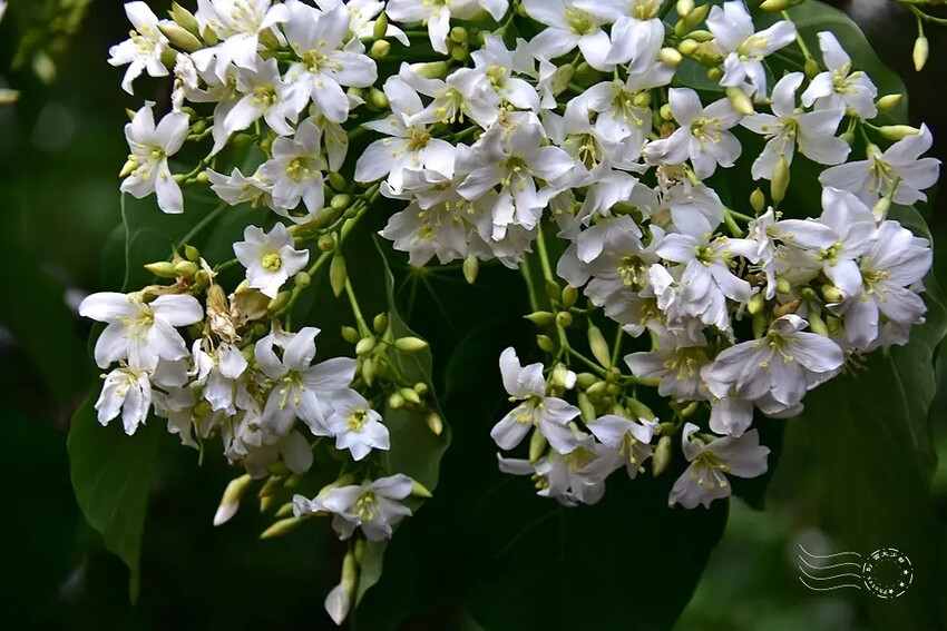 【保甲古道】桐花 【保甲古道】桐花