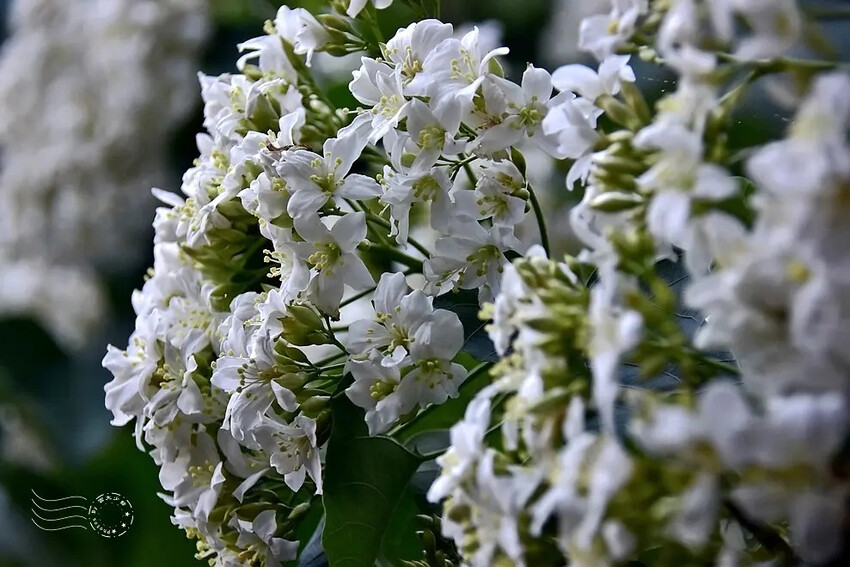 【保甲古道】 【保甲古道】