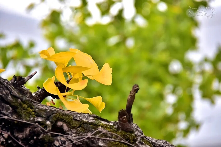 慶北女子高級學校銀杏樹